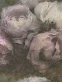 Обои A.S. Creation Природные мотивы (Natural Motifs) 79268-1