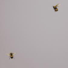 Обои Andrea Rossi Cavolli 54419-4