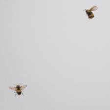 Обои Andrea Rossi Cavolli 54419-1