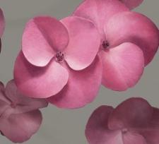 Обои Magarti Fiori 3256-3