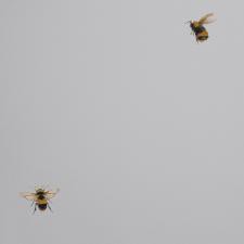 Обои Andrea Rossi Cavolli 54419-2